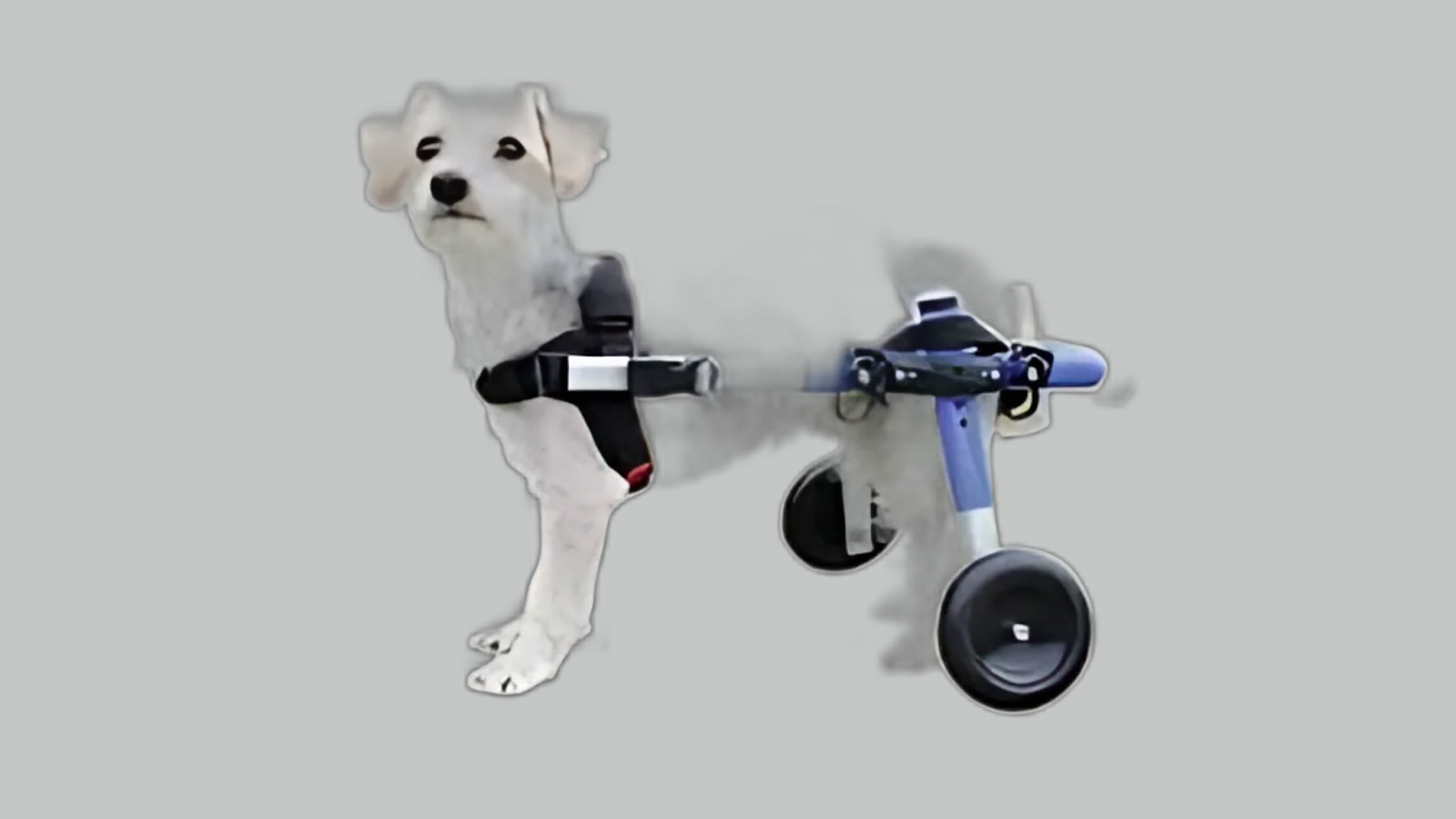 dog wheelchair for back legs