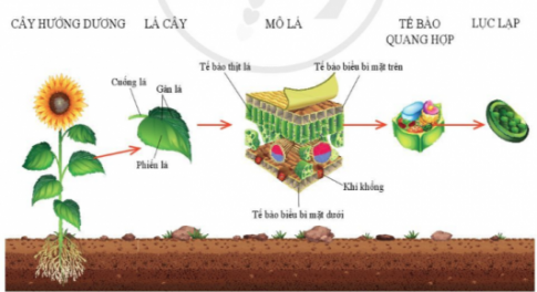 BÀI 18. QUANG HỢP Ở THỰC VẬT 