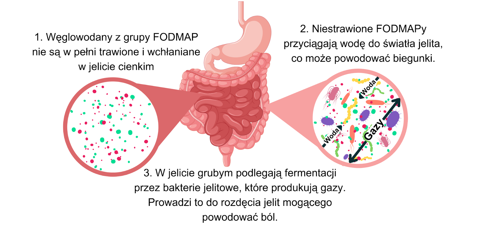 Mechanizm wywoływania objawów po spożyciu produktów bogatych w FODMAPy.  1. Węglowodany z grupy FODMAP nie są w pełni trawione i wchłaniane w jelicie cienkim.  2. Niestrawione FODMAPy przyciągają wodę do światła jelita, co może powodować biegunki.  3. W jelicie grubym podlegają fermentacji przez bakterie jelitowe, które produkują gazy. Prowadzi to do rozdęcia jelit mogącego powodować ból.