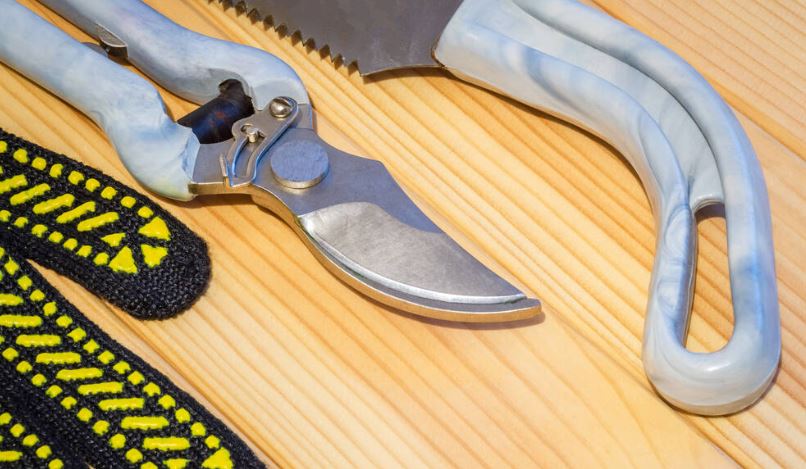 Pruning Shears Vs. Saw: How to Maintain Them: A set of tools for gardeners on wooden boards is prepared before pruning the garden in the spring