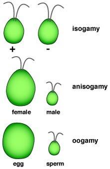 E:\savinay\reproduction in algae.jpg_large