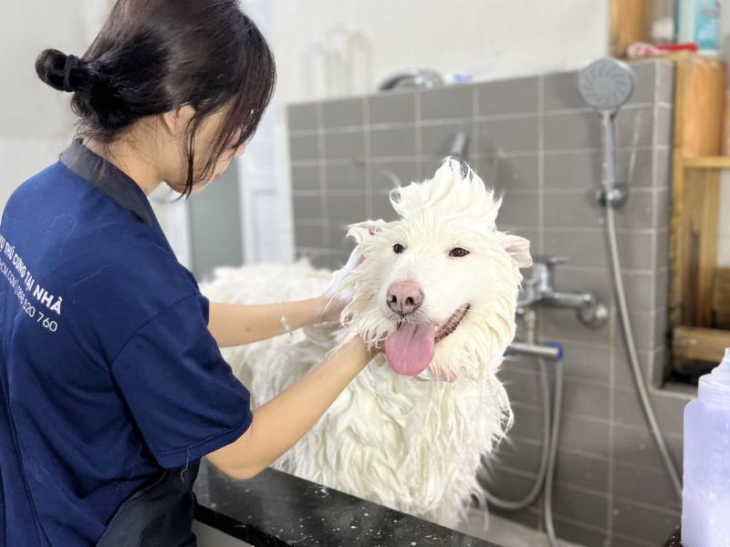 5 Tác hại tiềm ẩn từ việc hôn hoặc để thú cưng liếm lên da 4
