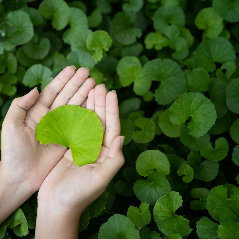 Hands cradling a fresh green leaf of Gotu Kola, highlighting its natural beauty and health benefits.