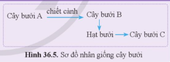 BÀI 36: NGUYÊN PHÂN VÀ GIẢM PHÂN