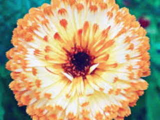 Marigold: - Potting - Season - in - the - Hills - and  Plains, - Compost, - Propagation, - Diseases, - and - Treatment