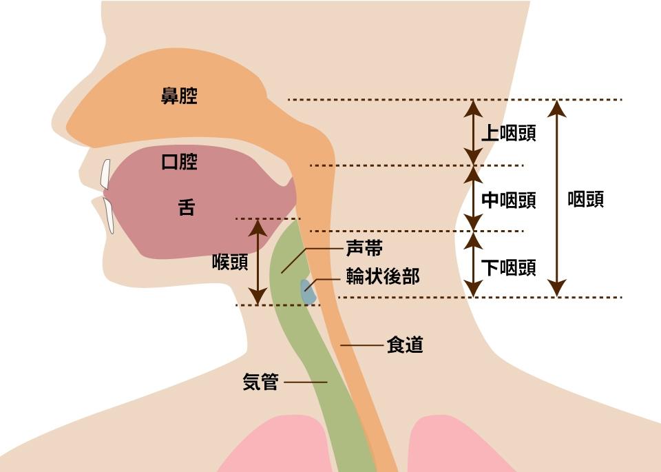 咽喉頭異常感 | 胃カメラ大腸カメラ 杉並区高円寺駅徒歩3分よしひさ内科クリニック｜一般内科、消化器内科、内視鏡内科｜中野区大和町郵便局そば