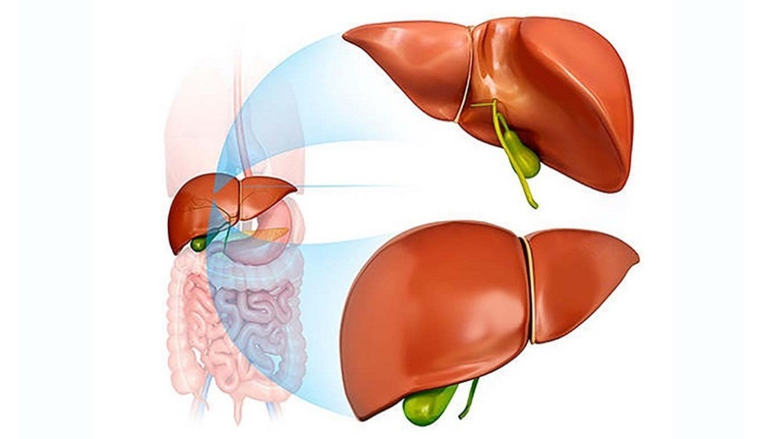 chu-trinh-chuyen-hoa-bilirubin 2