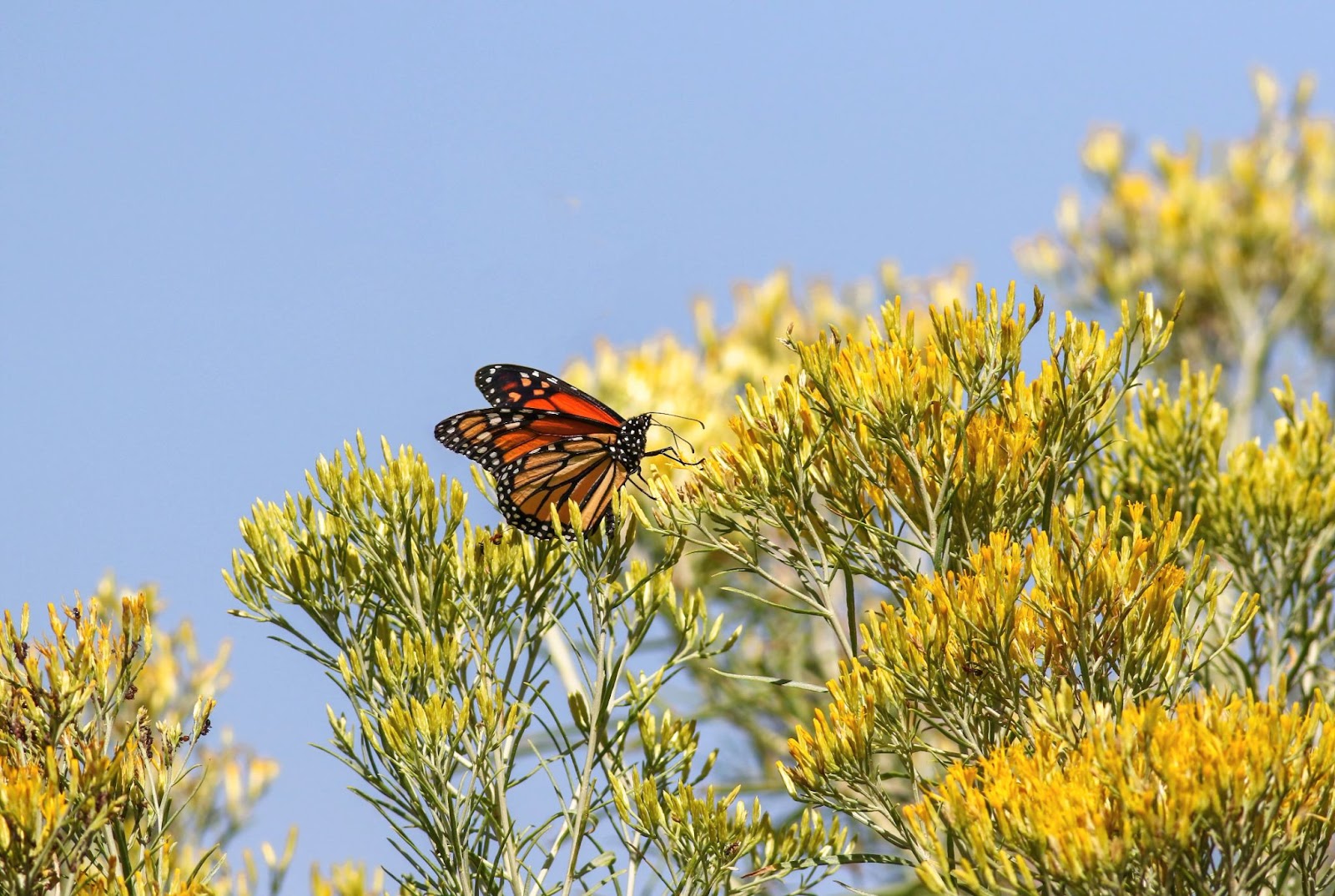 rabbitbrush closeup w/ monarch butterfly landing on branch tips
