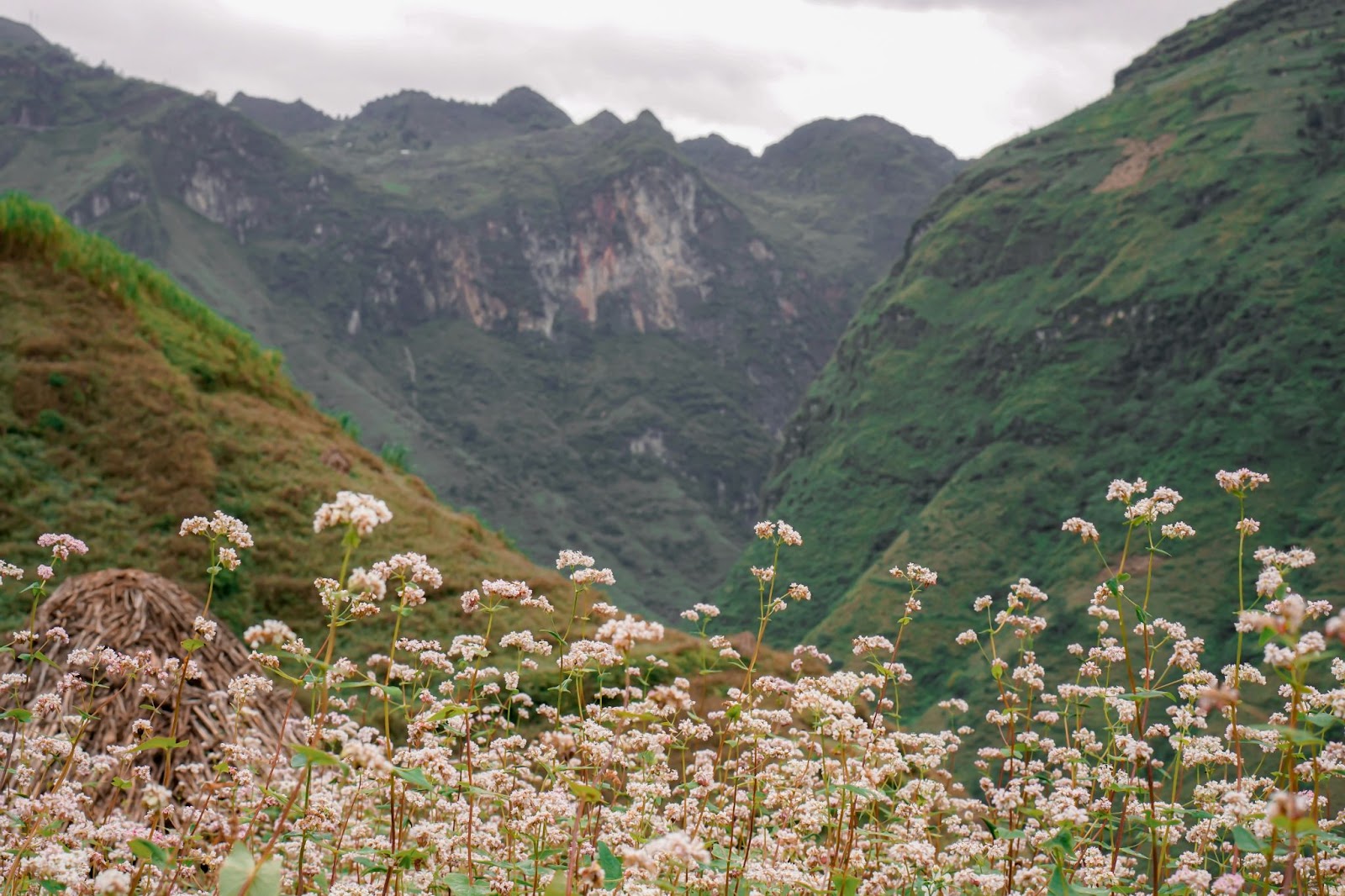 Flower valley in Karst Plateau 