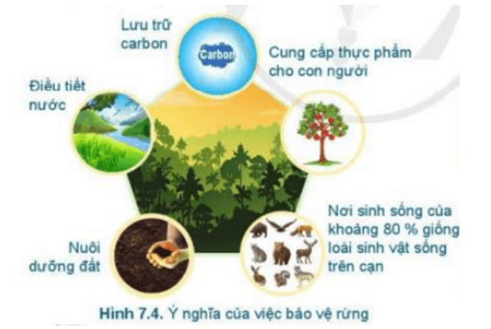 BÀI 7.BẢO VỆ RỪNGMỞ ĐẦUCâu hỏi: Các hình ảnh trong Hình 7.1 có liên quan gì đến việc mất rừng?Đáp án chuẩn:- Hình a : Gây biến đổi khí hậu: hạn hán- Hình b : Gây sạt nở đất- Hình c : Gây lũ lụt 1.TÌNH HÌNH RỪNG Ở VIỆT NAMCâu hỏi : Quan sát hình 7.2 và cho biết tình hình rừng ở nước ta diễn biến như thế nào ?Đáp án chuẩn:Tình hình rừng tự nhiên ổn định, rừng trồng tăng dần theo các nămLuyện tập : Dựa vào hình 7.3, em hãy nêu nguyên nhân, hậu quả của việc mất rừng ở nước ta.Đáp án chuẩn:- Do cháy rừng, chặt phá rừng bừa bãi, sạt lở, mưa lũ – hạn hán kéo dàiVD.Em sẽ làm gì để góp phần giảm thiểu thiên tai ( lũ lụt, hạn hán,…)Đáp án chuẩn:Tuyên truyền ý thức, không sử dụng sản phẩm từ động vật rừng quý hiếm2. Ý NGHĨA CỦA VIỆC BẢO VỆ RỪNGCâu hỏi: Quan sát Hình 7.4 và cho biết ý nghĩa của việc bảo vệ rừng.Đáp án chuẩn:Điều tiết nước, lưu trữ cacbon, cung cấp thực phẩm cho con ngườiLuyện tập : Vì sao bảo vệ rừng lại giảm thiểu tác động của biến đổi khí hậu?Đáp án chuẩn:Rừng hấp thu khí các-bon-níc, hạn chế tác động của biến đổi khí hậu.3. BẢO VỆ RỪNG