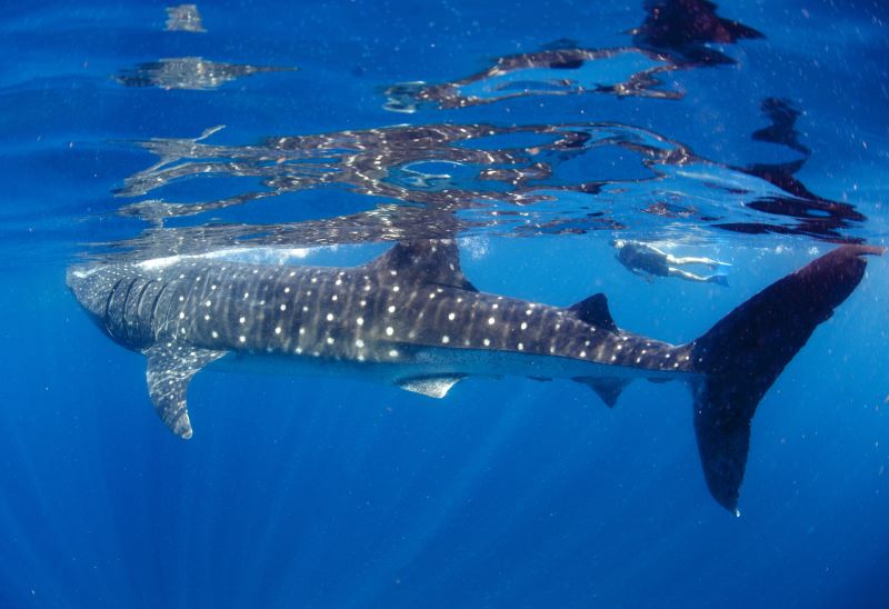 Whale shark swimming