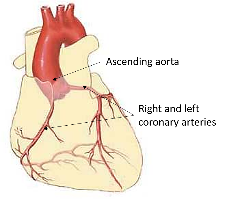 coronary arteries