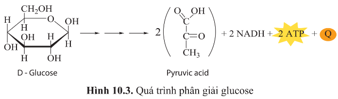 BÀI 10 - SỰ CHUYỂN HÓA NĂNG LƯỢNG VÀ ENZYME