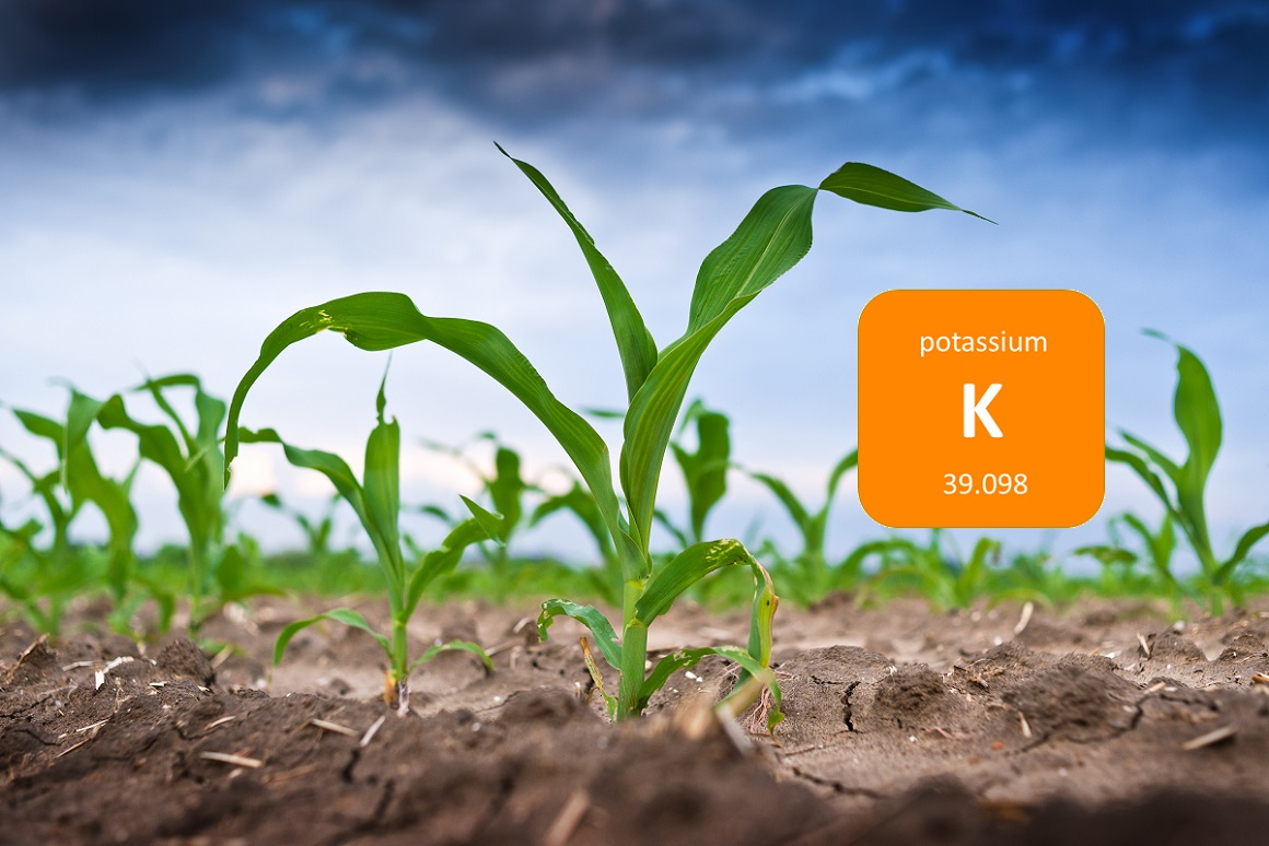 Potassium Fertilizer