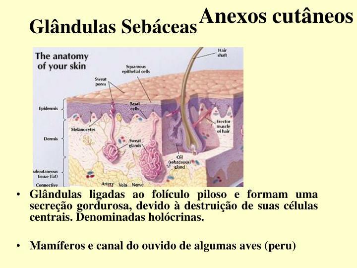 gl ndulas seb ceas