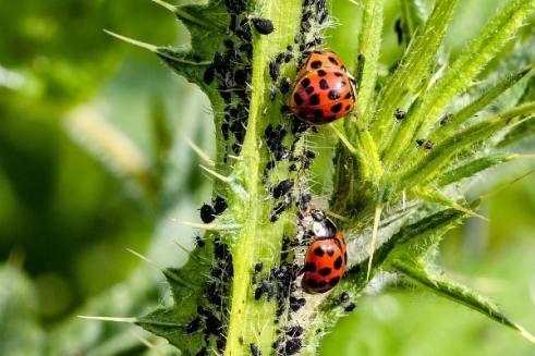 Pests and Diseases of Crop Plants - ClassNotes.ng