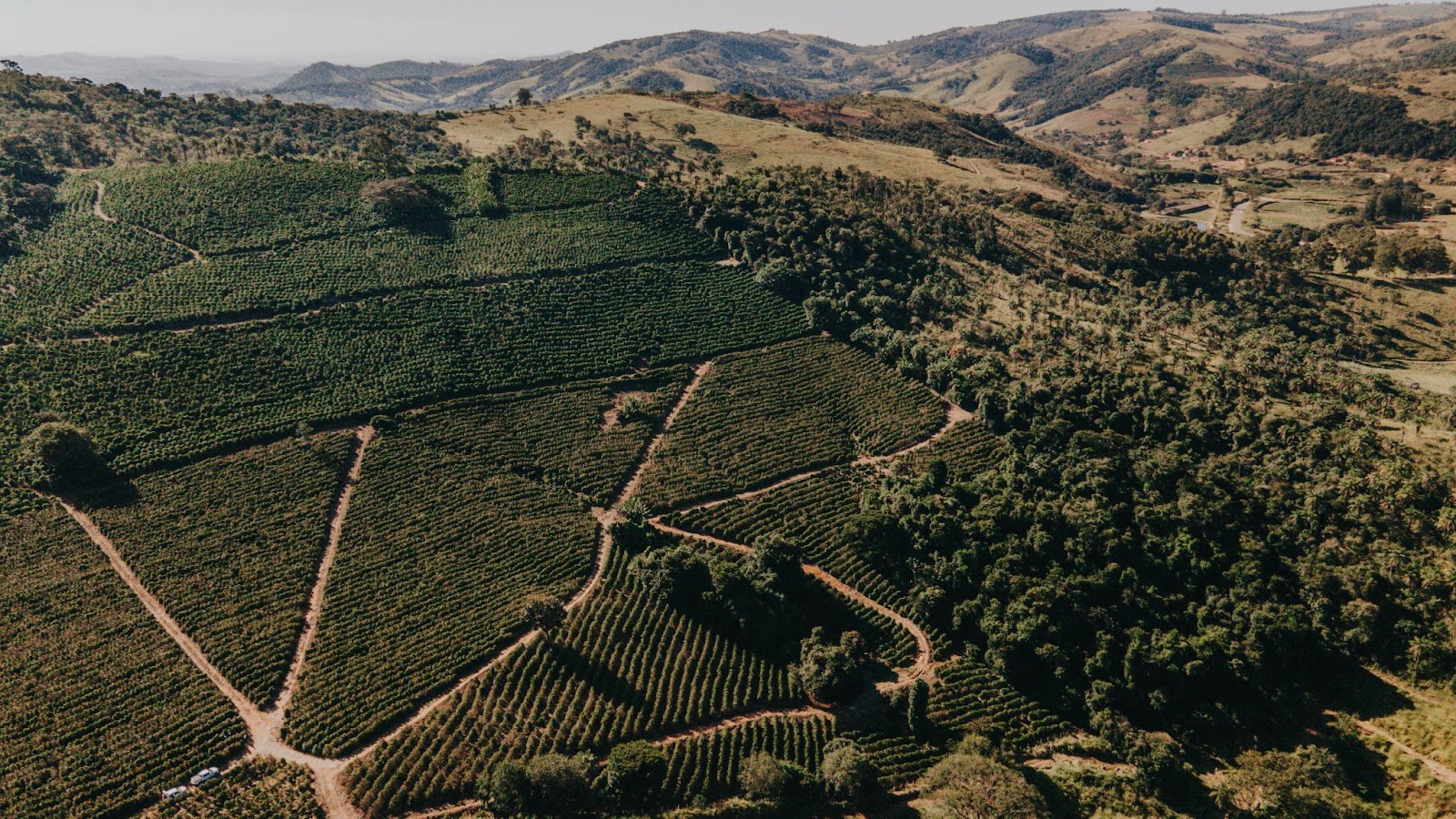 Lavouras de café em Minas Gerais seguem sendo castigadas pelo clima seco e quente