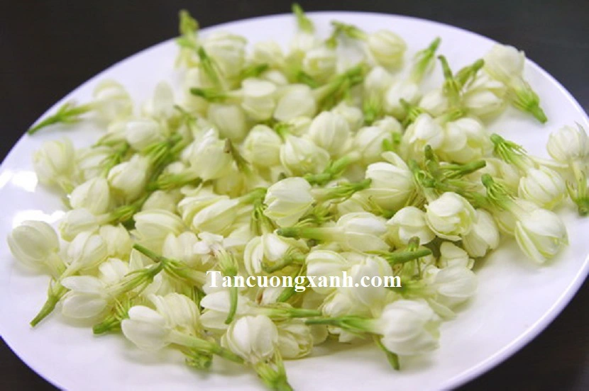 Trà Nhài Tân Cương Xanh – Thanh Nhẹ Và Tinh Tế