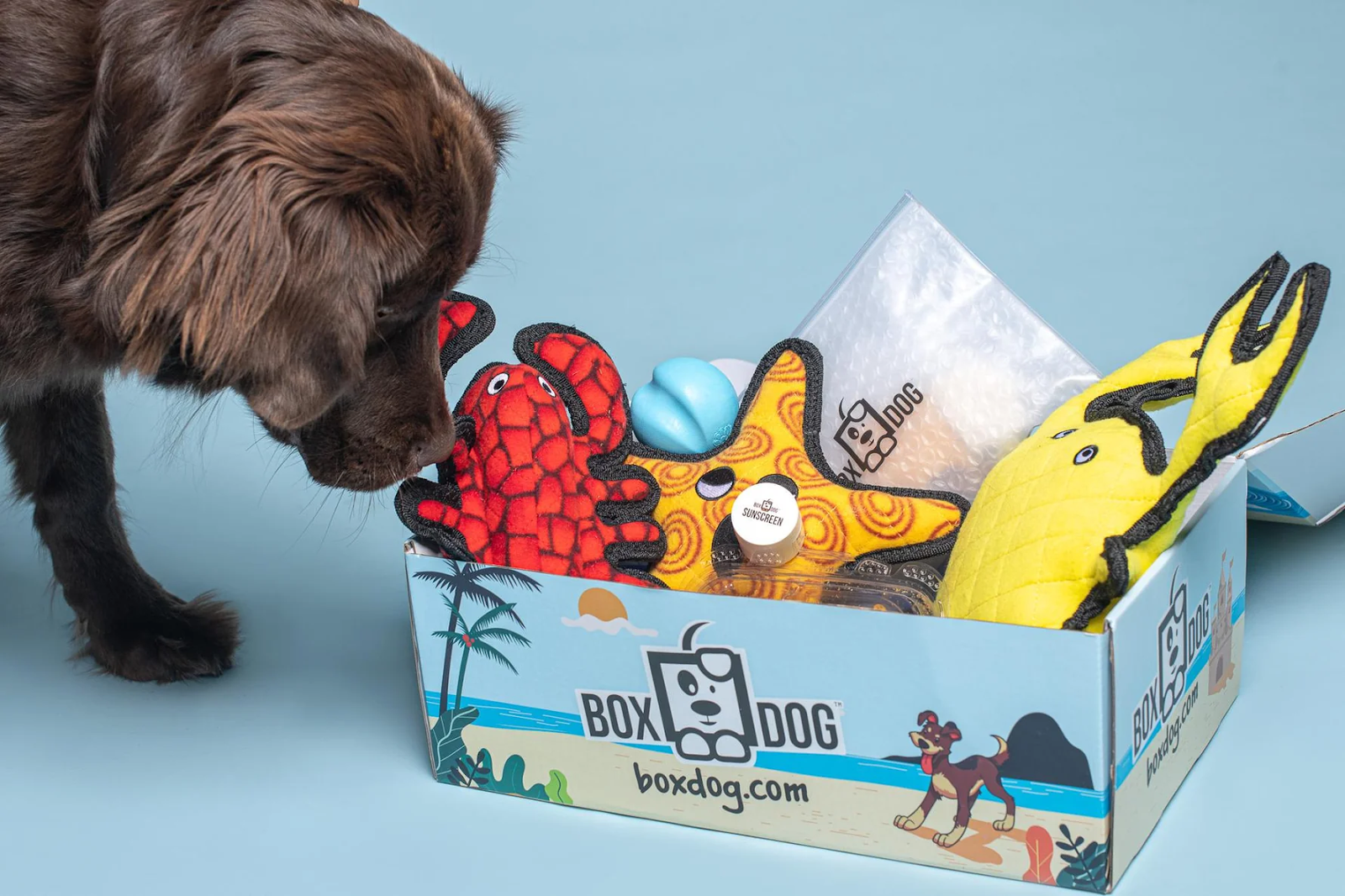 boxdog birthday box
