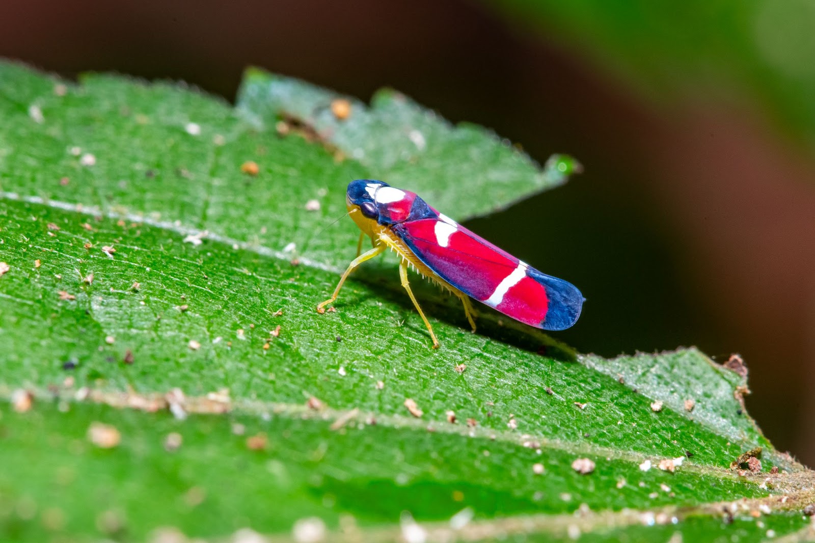 Foto de uma cigarrinha, inseto encontrado durante a trilha no Parque Municipal de Aracruz, em meio à vegetação local