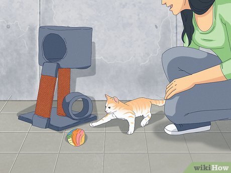 How to Keep Cats off Sofa | rumafurniture