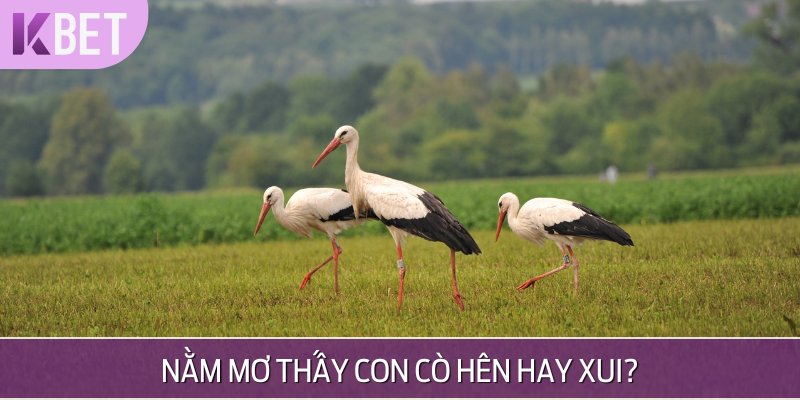 mơ thấy cò hên hay xui