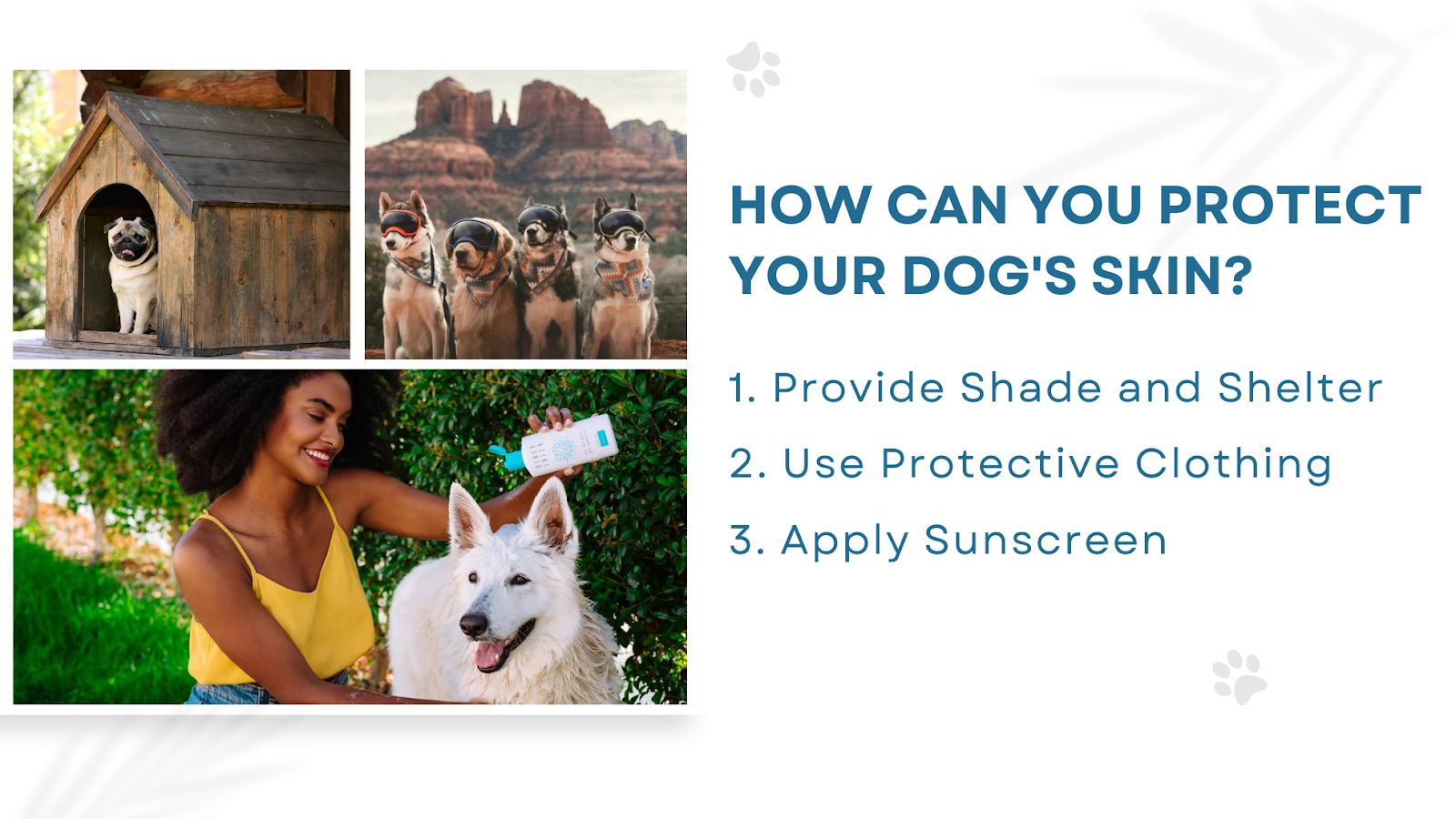 How Can You Protect Your Dog's Skin