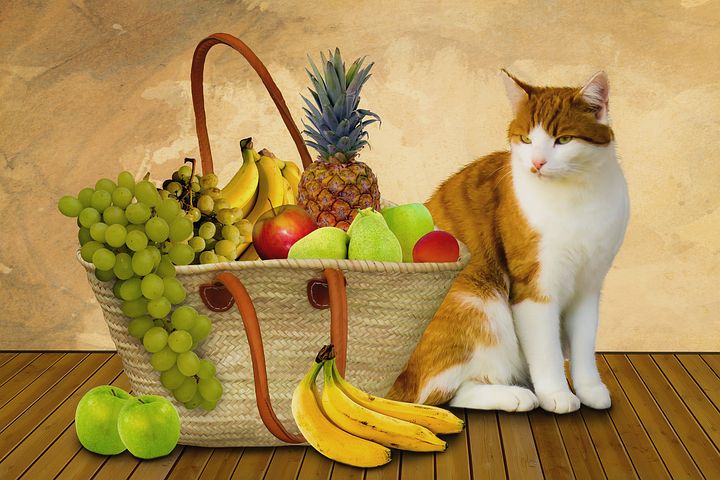 - غذای ممنوعه گربه