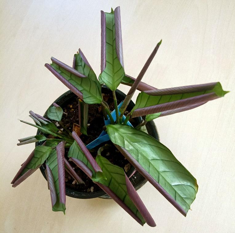 A potted plant with purple leaves

Description automatically generated