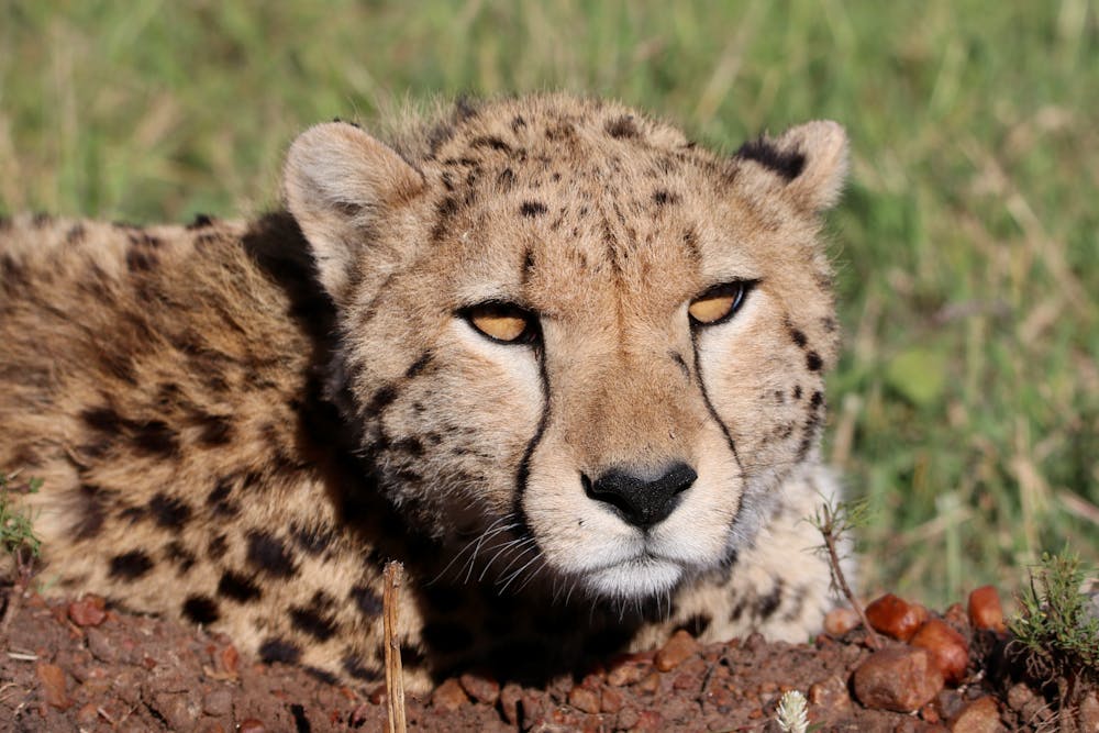 Majestic Cheetah Resting in Masai Mara, Kenya