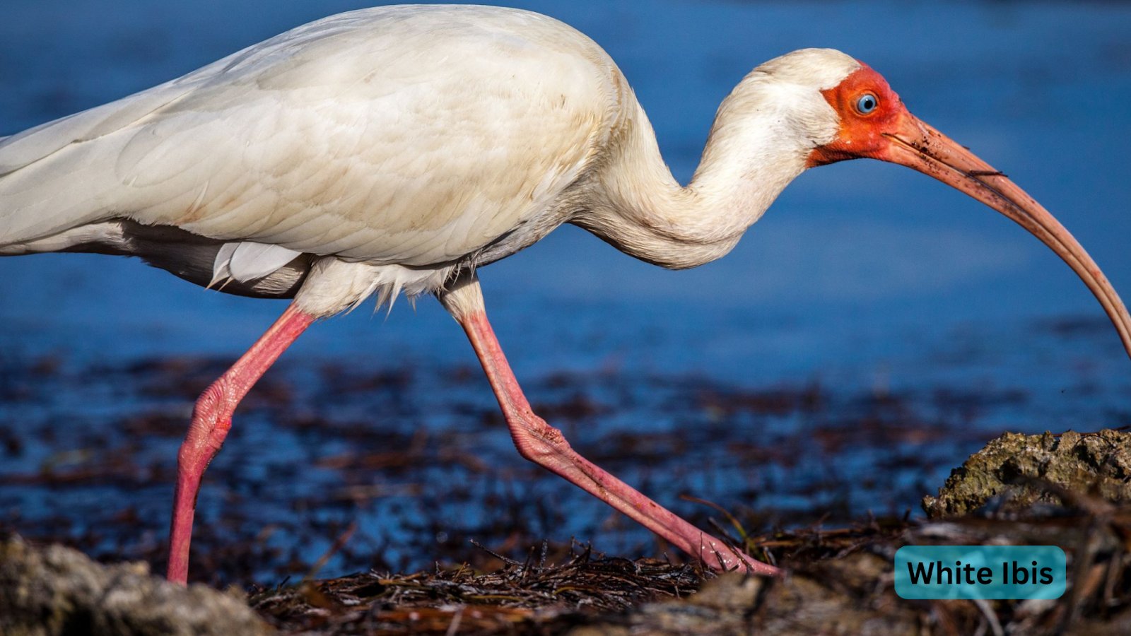 White Ibis