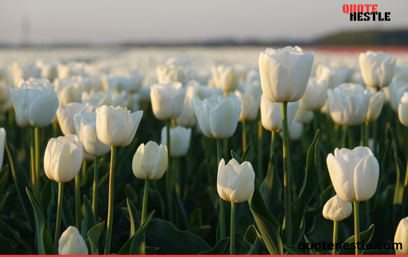 Garden Tulips 