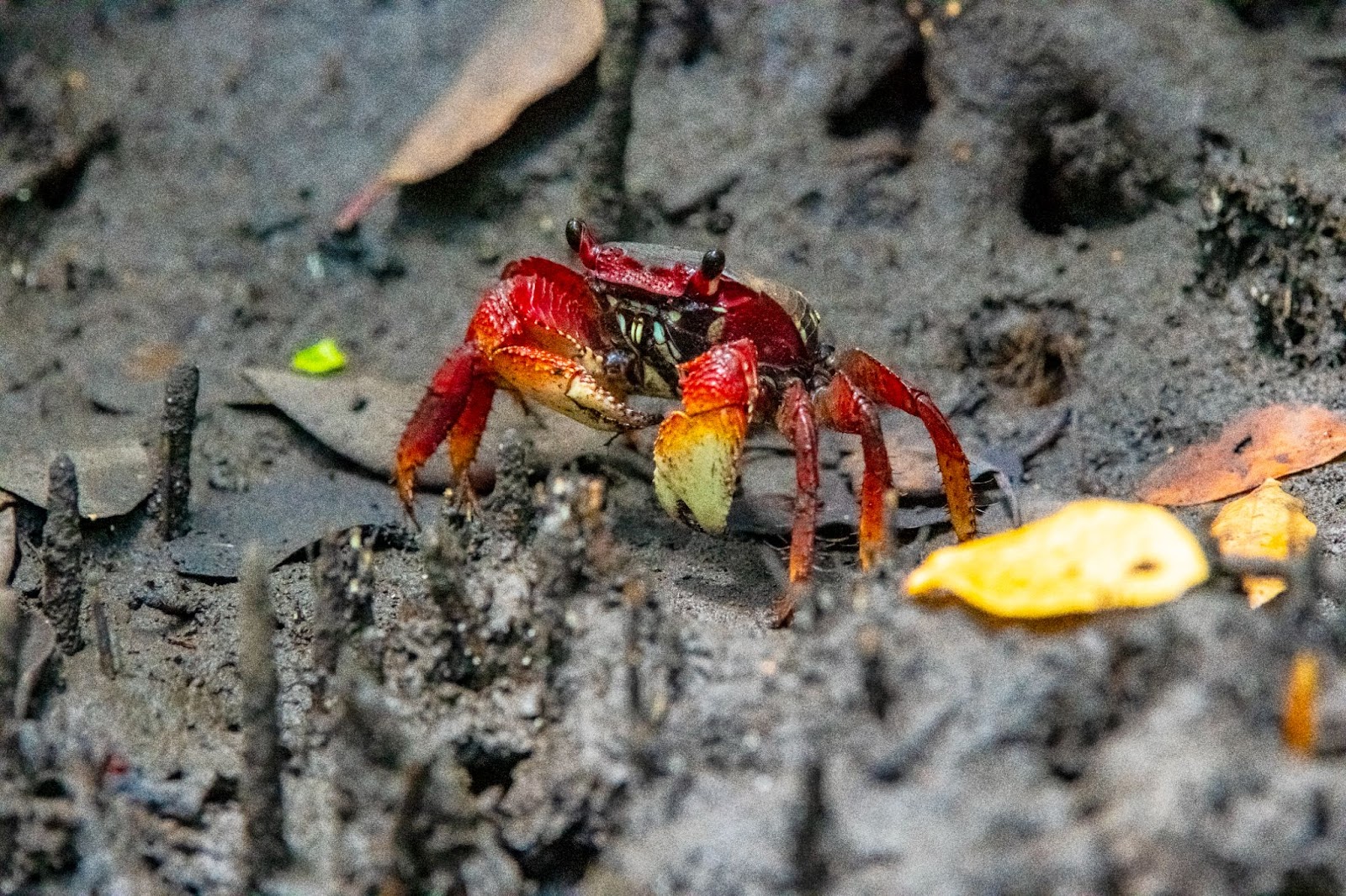 O aratu-vermelho se desloca entre as raízes do manguezal, simbolizando a resiliência desse ecossistema. | Foto: Leonardo Merçon/Instituto Últimos Refúgios