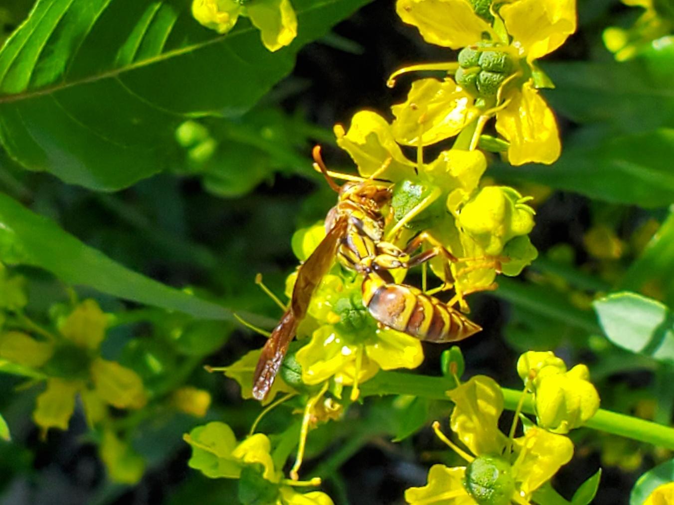 A bee on a yellow flower

Description automatically generated