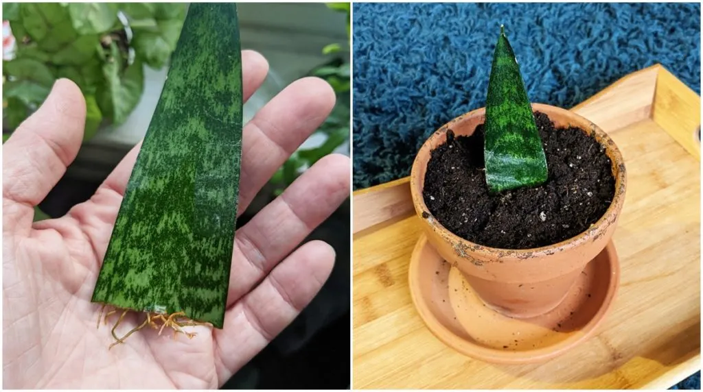 How to Propagate Sansevieria Plant