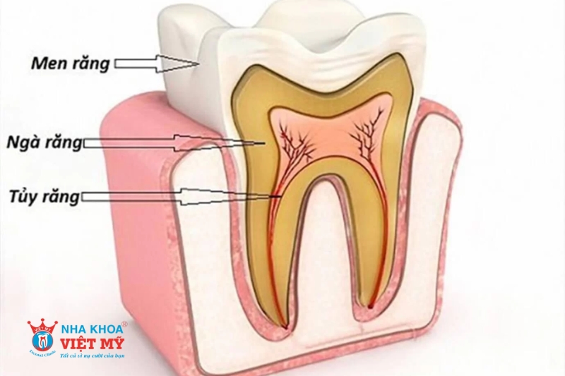 tìm hiểu về tủy răng