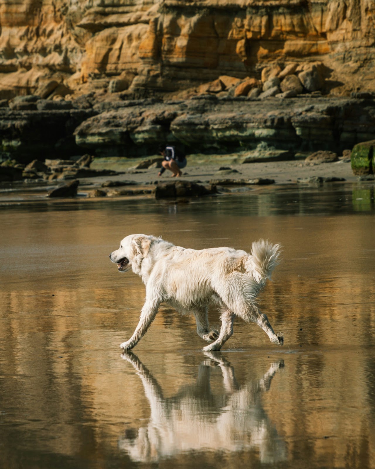 Sandy Paws and Salty Snouts: The Ultimate Guide to the Best Dog Beaches in the U.S.