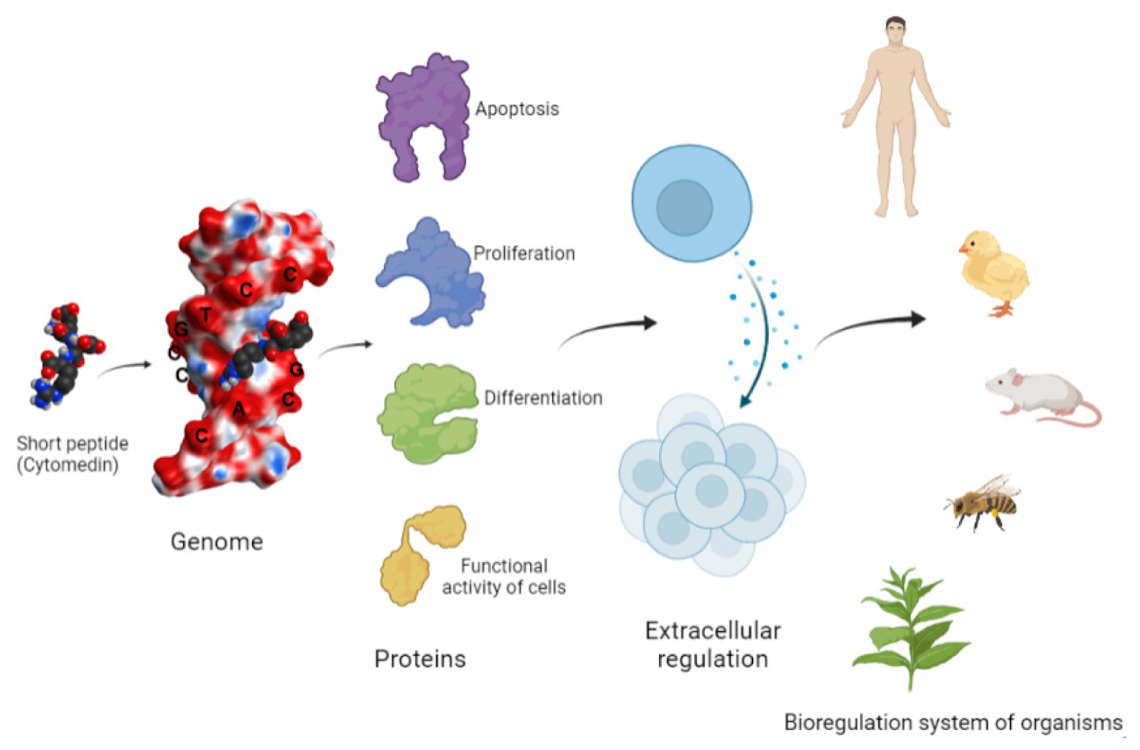 how-pinealon-works-pinealon-unleashed-what-big-pharma-wont-tell-you-about-cellular-regeneration-tony-huge