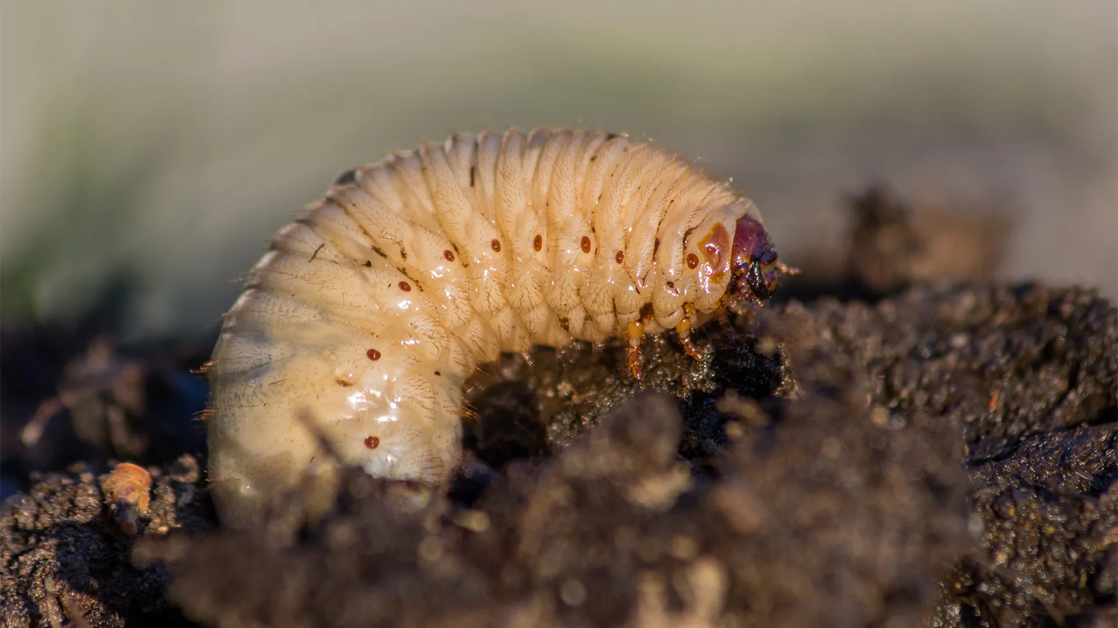 Grubs