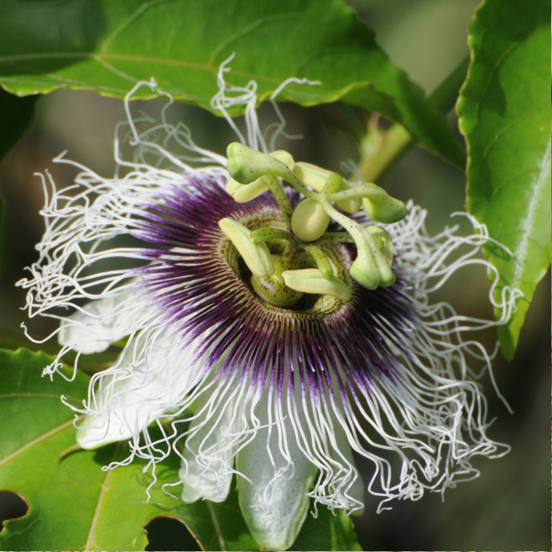 Close-up of a passionflower featuring purple petals and white stamens.