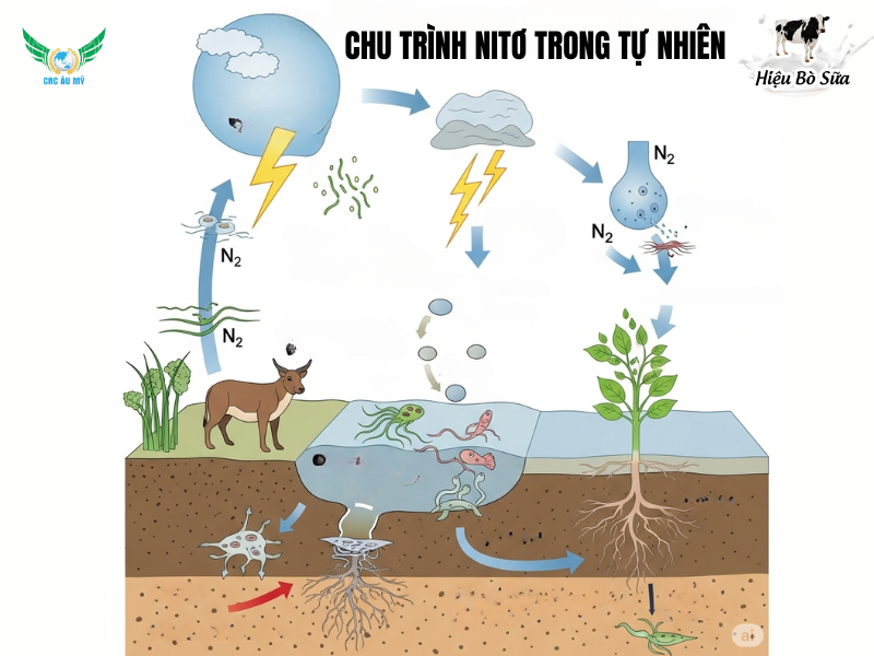 Bệnh nứt thân, xì mủ: Nguyên nhân, triệu chứng & cách phòng trị