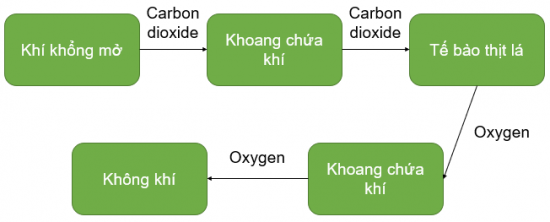 CHỦ ĐỀ 7. KHÁI NIỆM TRAO ĐỔI CHẤT VÀ CHUYỂN HOÁ NĂNG LƯỢNG Ở SINH VẬTBÀI 27: TRAO ĐỔI KHÍ Ở SINH VẬT