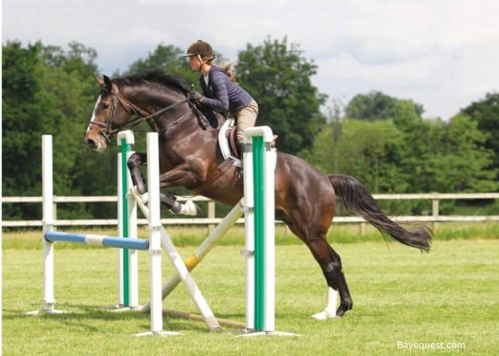 Horse Pole Exercises