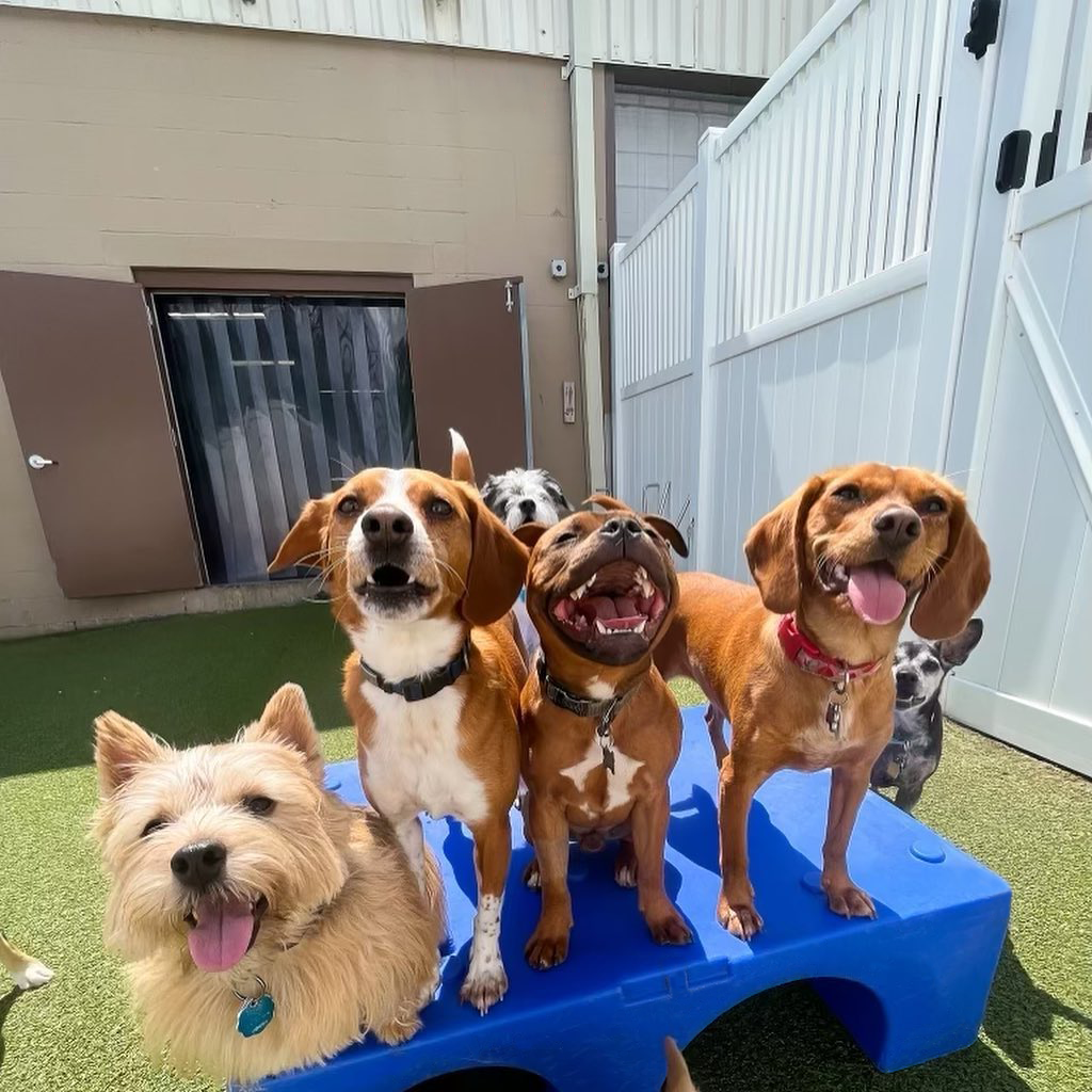 A group of small dogs socializing in play area.