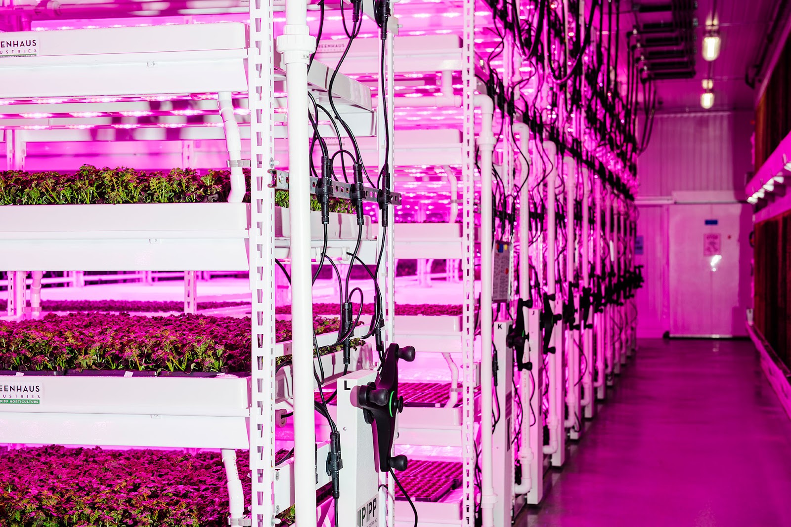 Hydroponic plants cultivation at planted detroit