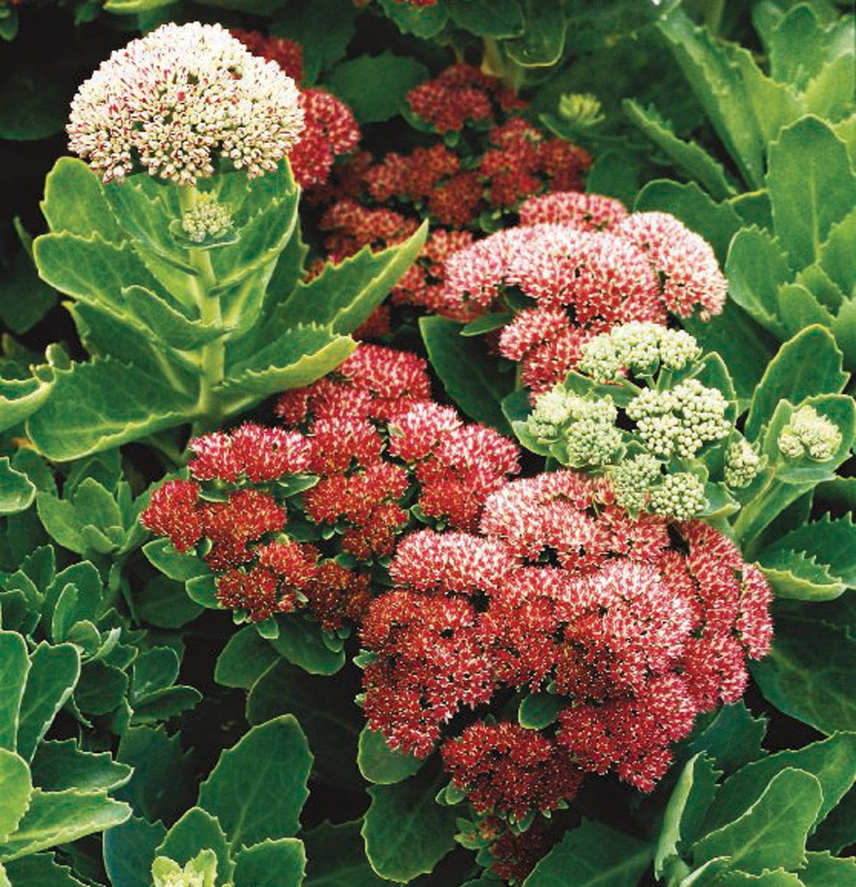 Types of Sedum