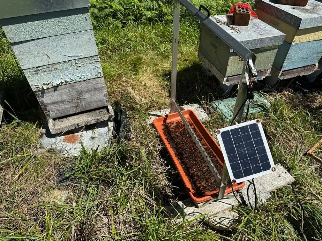 Harpes électriques et autres pièges contre le frelon asiatique - ÉQUIPEMENTS & MATÉRIEL