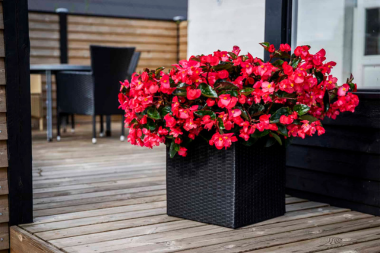 best plants for your michigan deck potted begonias near decking walkway custom built okemos