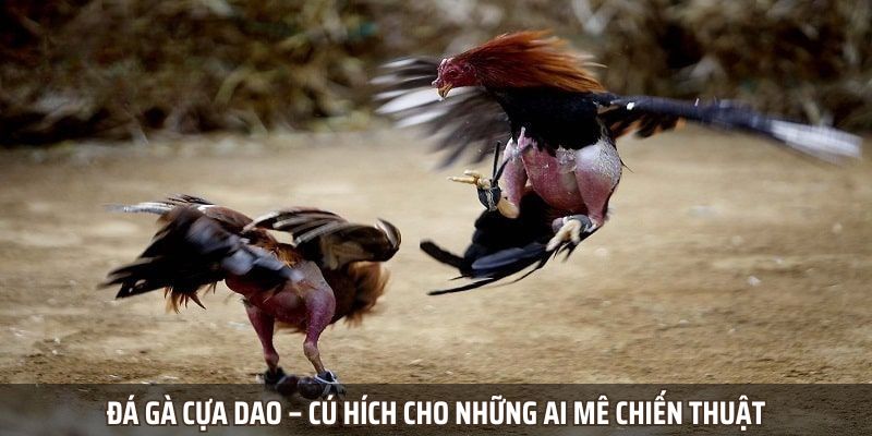 Đá gà cựa dao – Cú hích cho những ai mê chiến thuật