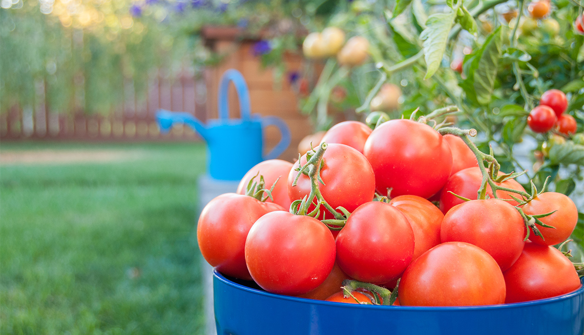 How to grow juicy tomatoes at home: A beginner’s guide